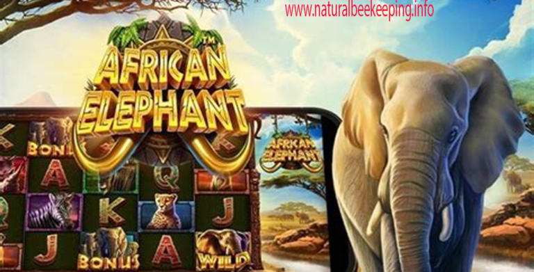 AFRIKAN ELEPHAN Slot Gacor yang Wajib Dicoba di Dollartoto