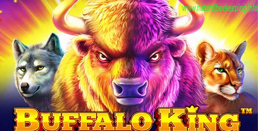 Buffalo King