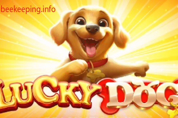 Pola Rahasia Lucky Dog