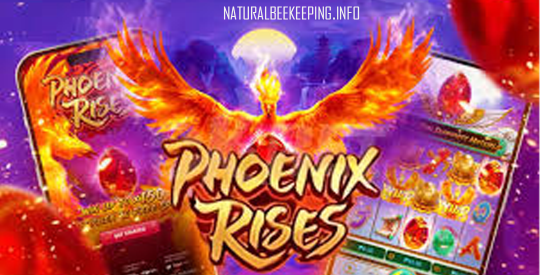 Phoenix Rises